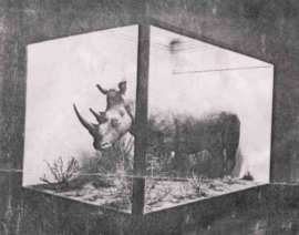 Photo of rhino